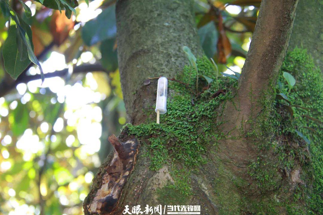 貴陽阿哈湖國家濕地公園“以蟲治蟲”防治林業害蟲顯奇效:害蟲防治
