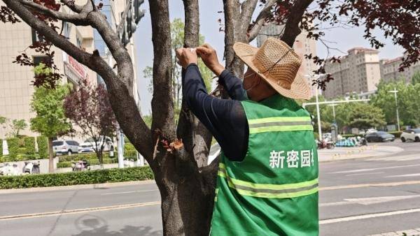 新密市：以蟲治蟲護綠 生物防治顯效:生物防治