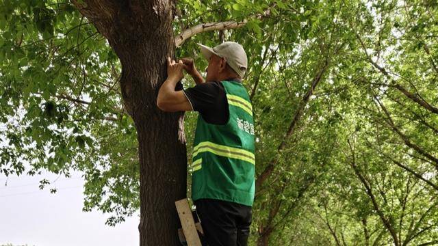 新密市：以蟲治蟲護綠 生物防治顯效:生物防治
