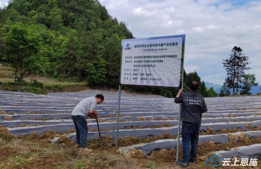咸豐縣煙草專賣局：開展煙田生物防治試驗:生物防治