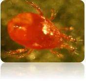 蟲蟲趕大集？生物防治戰(zhàn)士神秘亮相<strong></p>
<p>生物防治</strong>！:生物防治