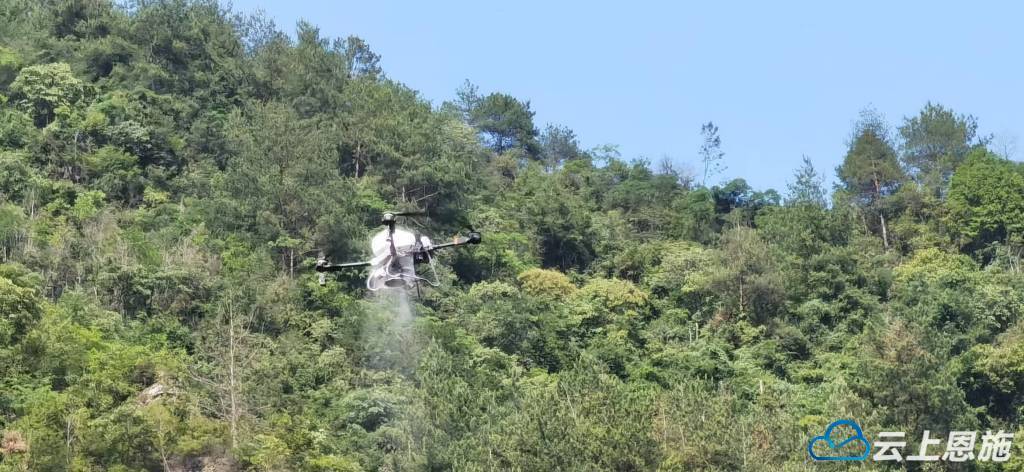 咸豐：無人機助力 生物防治鞏固松材線蟲病防控成果:生物防治