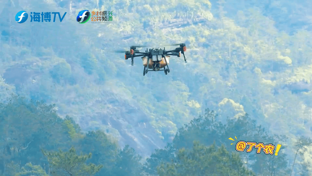 無人機+生物防治 新科技守護武夷春茶:生物防治