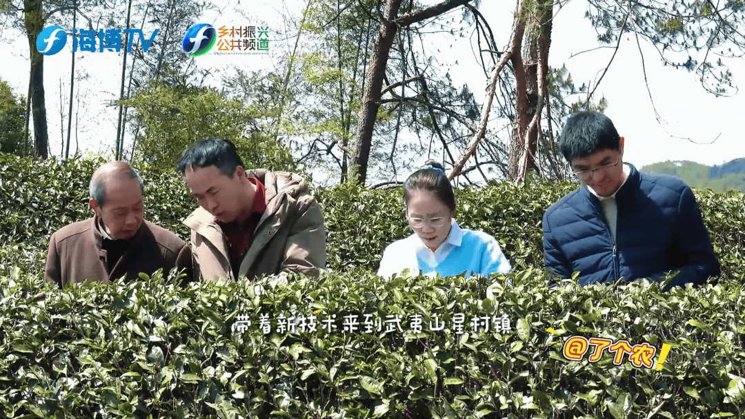 無(wú)人機(jī)+生物防治 新科技守護(hù)武夷春茶:生物防治