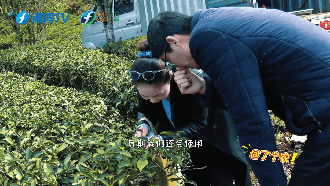 無(wú)人機(jī)+生物防治 新科技守護(hù)武夷春茶:生物防治