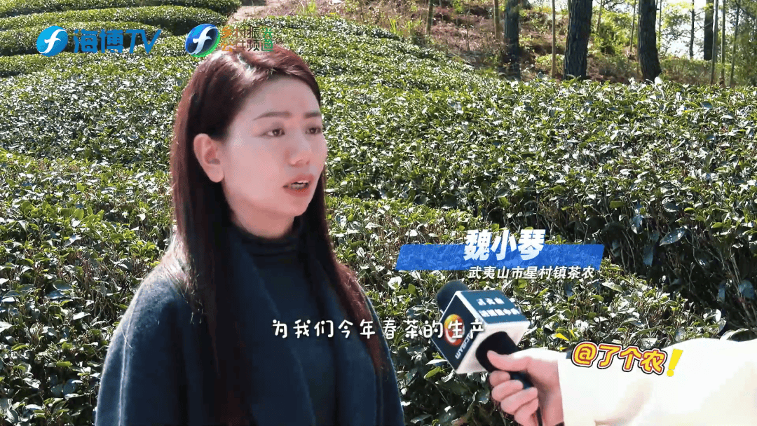 無(wú)人機(jī)+生物防治 新科技守護(hù)武夷春茶:生物防治